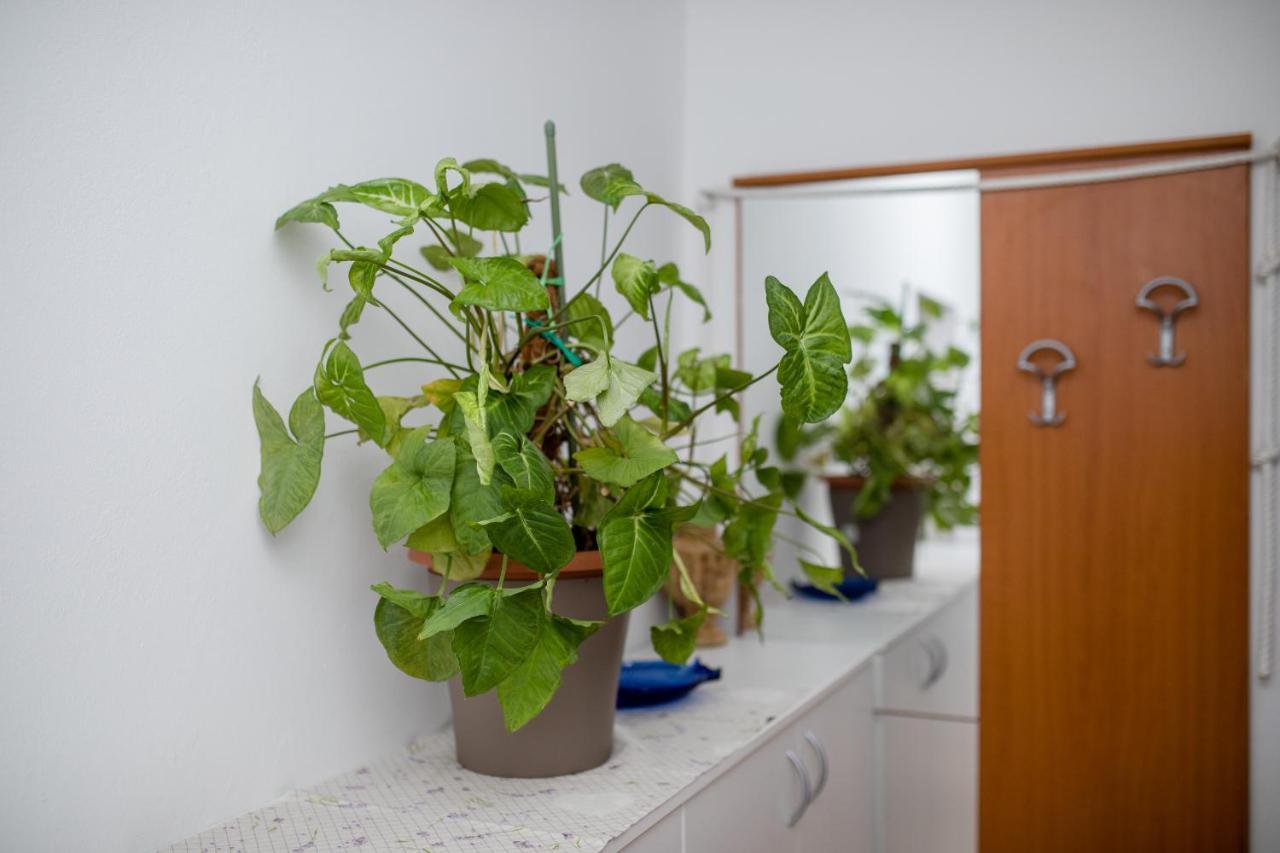 Zeljko Apartment *